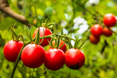 GrinCom tomato Seed(115 per packet)