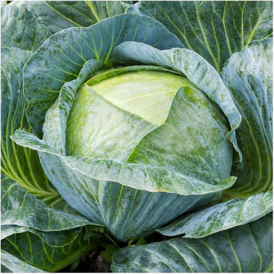 WILLVINE PAU -III Late Flat Dutch Cabbage Seeds [2.5g] Seed(750 per packet)