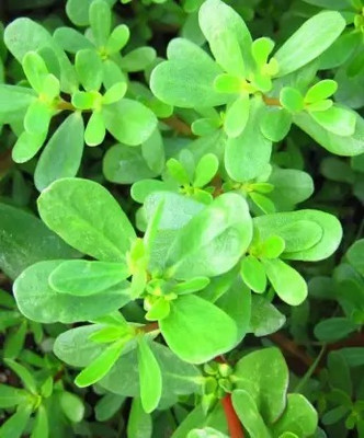 Aro Purslane, Kulfa Seed(30 per packet)