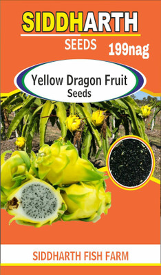 the green dotcom Yellow dragon Seed(105 per packet)