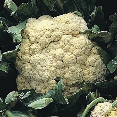 CYBEXIS All-the-Year-Round Cauliflower Variety2000 Seeds Seed(2000 per packet)