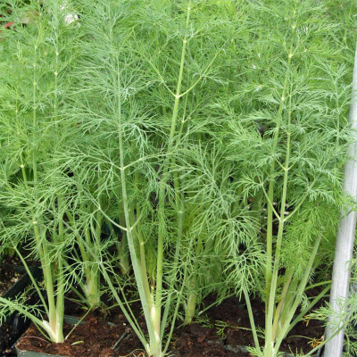 CYBEXIS GUA-66 - Dill (Bouquet) - (250 Seeds) Seed(250 per packet)