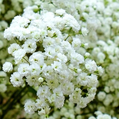 CYBEXIS Gypsophila Beautiful F1 Hybrid Special Pack Seed(50 per packet)