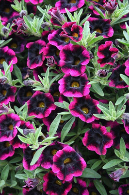 CYBEXIS Weird Black Mosaic Petunia Mix Seed(50 per packet)