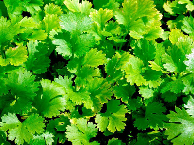 Quentova Organic CORIANDER Seed(2000 per packet)