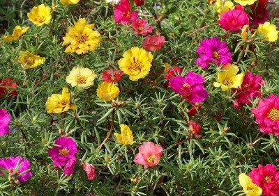 Quentova Beautiful Flower Portulaca Plant-SNIG-9O Seed(75 per packet)