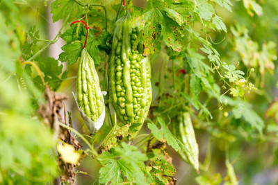 Jevik bitter gourd,karela seeds Seed(30 per packet)