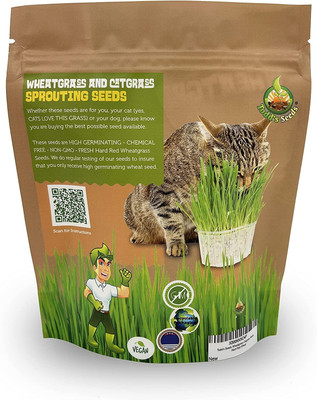 Qualtivate NBIR-124 Cat Wheatgrass Seeds Seed(2000 per packet)