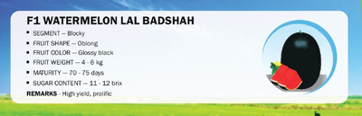 VibeX F1 WATERMELON LAL BADSHAH(1000 Seeds) Seed(1000 per packet)