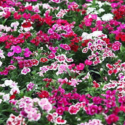 Epazo Hybrid Dahlia Double Flower Seed(10 per packet)