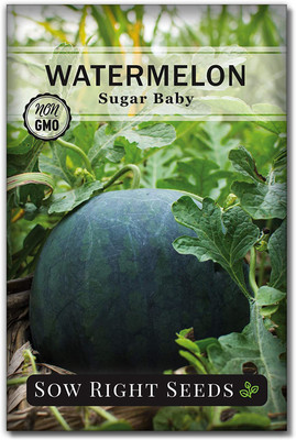CYBEXIS VXI-53 - Sugar Baby Watermelon - (150 Seeds) Seed(150 per packet)