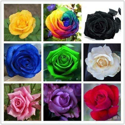 WILLVINE LXI-128 Multicolored Rose Flower Seeds Seed(50 per packet)
