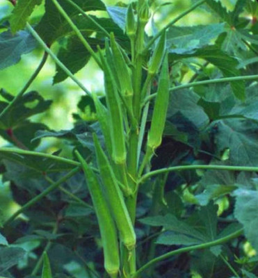 Qualtivate PUA-3A Okra - ARKA ANAMIKA Seed(350 per packet)