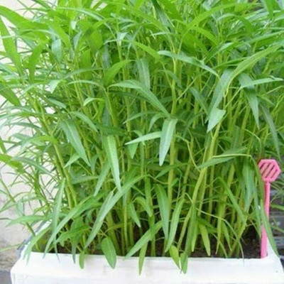 CYBEXIS GUA-66 - Kangkong - Rau Muong Ong Choy - (250 Seeds) Seed(250 per packet)