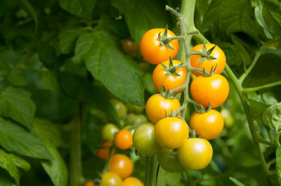 RoyalGardening tomato Seed(60 per packet)