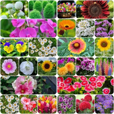 the green dotcom 25 variety flower seeds combo pack with instruction manual Seed(1000 per packet)