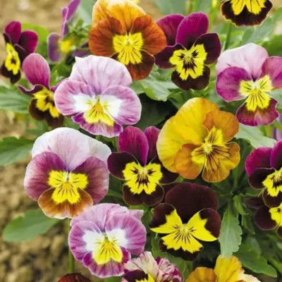 Aro Viola Seed(104 per packet)