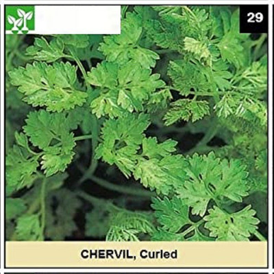 CYBEXIS CURLED CHERVIL700 Seeds Seed(700 per packet)