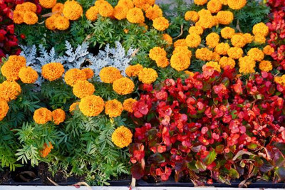 shivay Export marigold/gende ka phool flower seeds Seed(75 per packet)