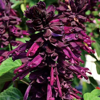 CYBEXIS SALVIA VIOLET FLOWER SEEDS Seed(50 per packet)