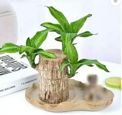Cloud Farm Mini Brazalian wood Seed(1 per packet)