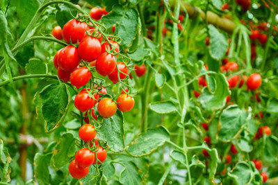 SIDDHI AGENCIES tomato Seed(115 per packet)