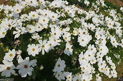 CYBEXIS XLL-69 - COSMOS -DWARF White - (30 Seeds) Seed(30 per packet)