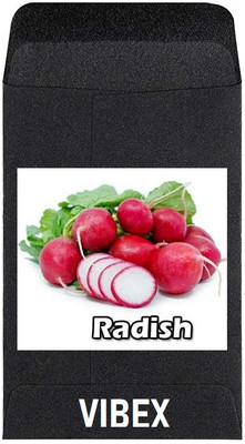 CYBEXIS Heirloom Vegetable Seeds-Radish2400 Seeds Seed(2400 per packet)