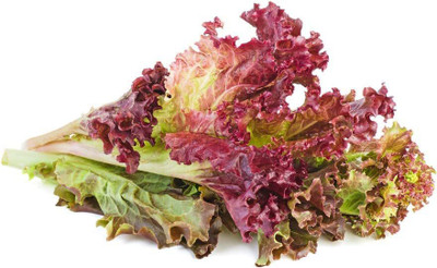 VibeX ® VLR-433 Lolo Rosso Leaf Lettuce Seeds Seed(200 per packet)