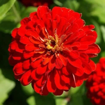 Qualtivate VXI-38 Imported Scarlet Flame Red Zinnia Flower Seeds Seed(25 per packet)