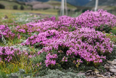 Qualtivate HUA-1A Mix Creeping Thyme Seeds Seed(50 per packet)