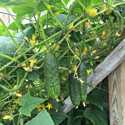 VibeX TLX-24 - Cucumber Bush Type Pickling - (150 Seeds) Seed(150 per packet)
