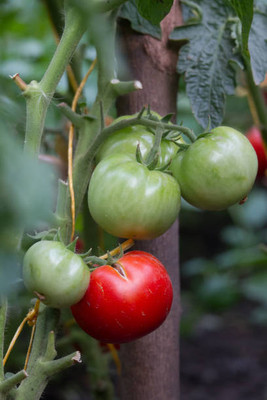 JasBerk tomato Seed(140 per packet)