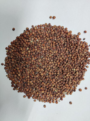 EasySeeds Chicken-corn,Shattercane,Sordan,Sorghum sudangrass,Sudan grass Seed(500 per packet)