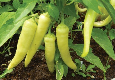 KNESSiN Sweet Banana Pepper[400 Seeds] Seed(400 per packet)