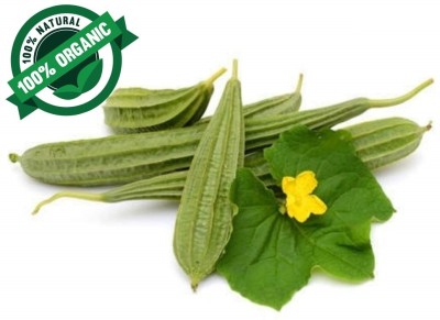 VibeX Sow and Grow Ridge Gourd F1 Hybrid[500 Gms, 2500 Seeds] Seed(2500 per packet)