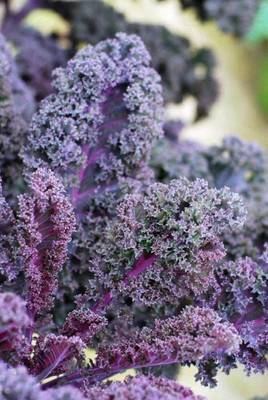 CYBEXIS High Germination Kale Scarlet Borecole Seeds2000 Seeds Seed(2000 per packet)