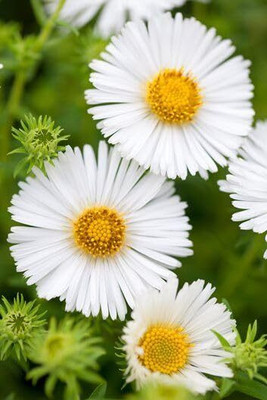 Lorvox HYBRID SEEDS Aster Seed(125 per packet)