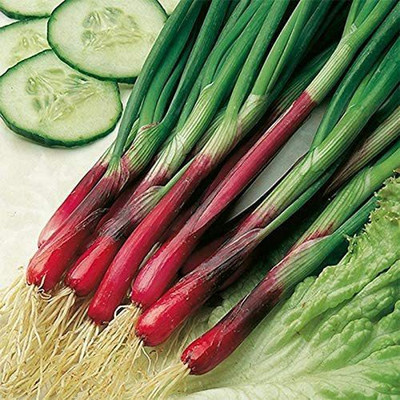 VibeX VVI-72 - Red Welsh Onion - (4500 Seeds) Seed(4500 per packet)