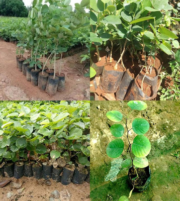 ibains lal chandan red sanders seed plant beez 23 Seed(23 per packet)