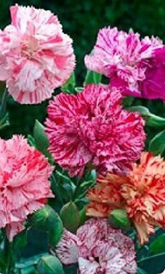 CYBEXIS Flower - Carnation - Chabaud Picotee Fantasy Mixed Seed(1 g)