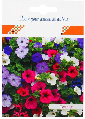 CYBEXIS Hybrid Seeds Petunia Mix Color Seed(50 per packet)
