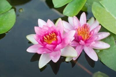 Qualtivate HUA-9A Lotus for Planting Seed(25 per packet)