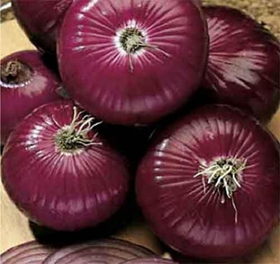 KNESSiN Red Onion Seed(200 per packet)