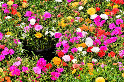 Quentova Portulaca - Double Mixed-IACR-22D Seed(100 per packet)