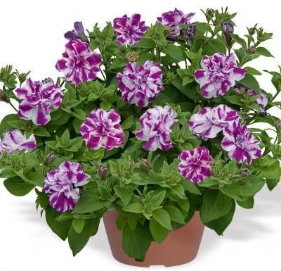 Lorvox Plumb Pudding Easy Wave Petunia Flower Seed(50 per packet)
