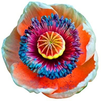 FUTABA Double Petals Flower Seeds-Purple And Red Seed(100 per packet)