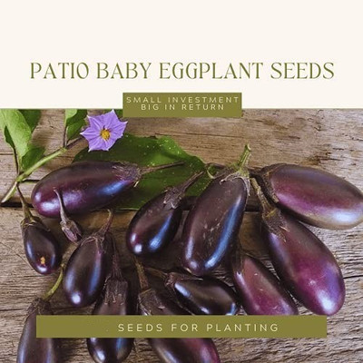 CYBEXIS ATS-33 - F1 Hybrid Brinjal Bengan - (1350 Seeds) Seed(1350 per packet)