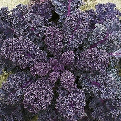 KNESSiN Borecole Scarlet Kale Seed(200 per packet)