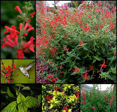 Qualtivate ICRA-5A PINEAPPLE SAGE Red Salvia Elegans Seed(100 per packet)